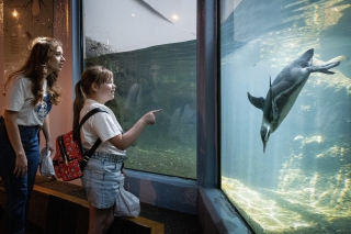 A Great Life Mentor mentor with a child watching a penguin swimming in an aquarium