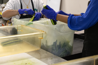 Two people in a kitchen scooping seeds out of cucumbers