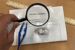 Owl pellet dissection