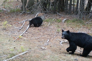 Photo of bears