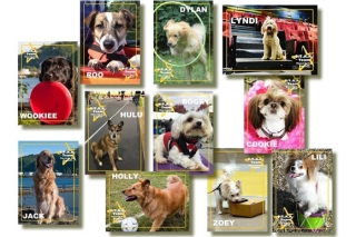 Photo of active dogs