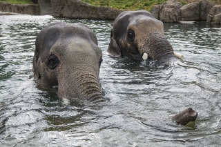 Photo of elephants