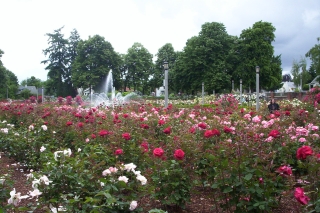 Photo of roses